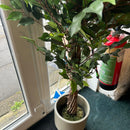 Plant
