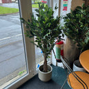 Plant
