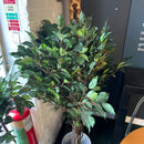 Plant