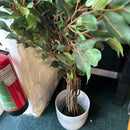 Plant